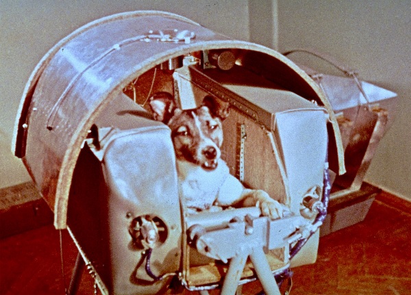 Laika the dog who went into outer space aboard Sputnik 2