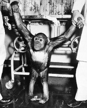 America’s earth-orbiting chimpanzee gets a pair of helping hands as he tries out his land legs at Kindley Air Force Base in Bermuda (AP Photo-John Rooney)