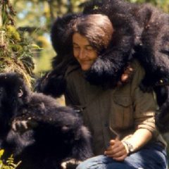 Dian Fossey