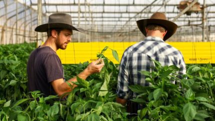 Israeli Farmers