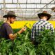 Israeli Farmers