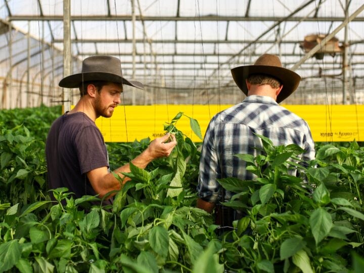 Israeli Farmers