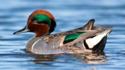 Unidentified teal contemplating winter migration