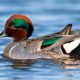 Unidentified teal contemplating winter migration