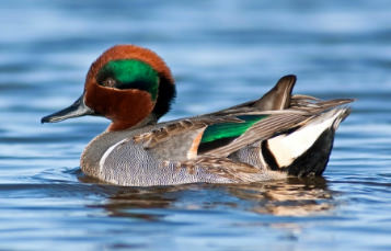 Unidentified teal contemplating winter migration