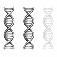 Silencing Chromosomes