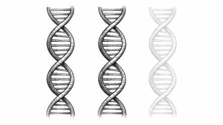 Silencing Chromosomes
